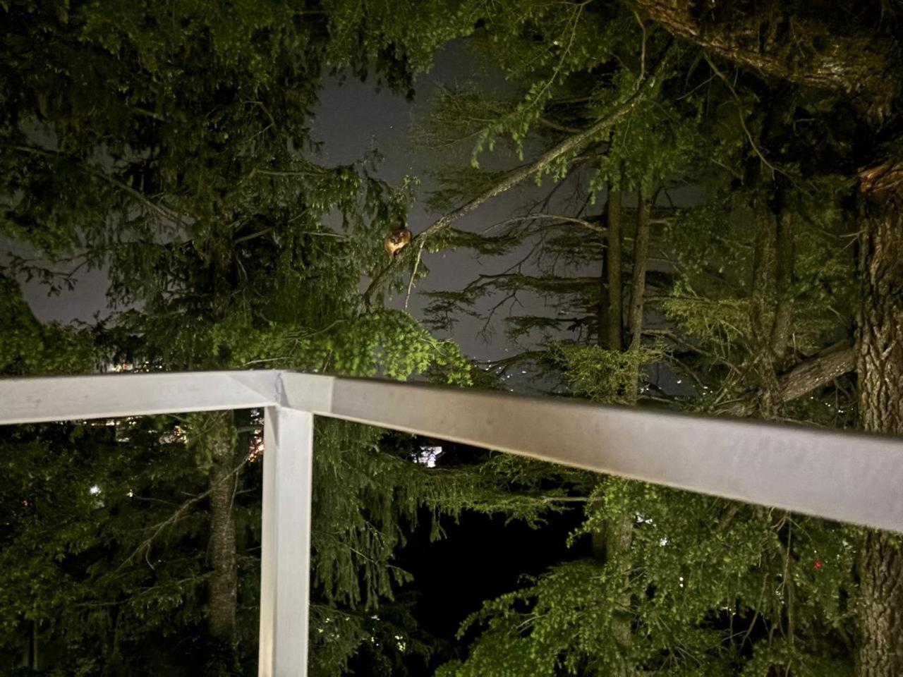 Hotel Jakhu Heights Shimla Exterior foto